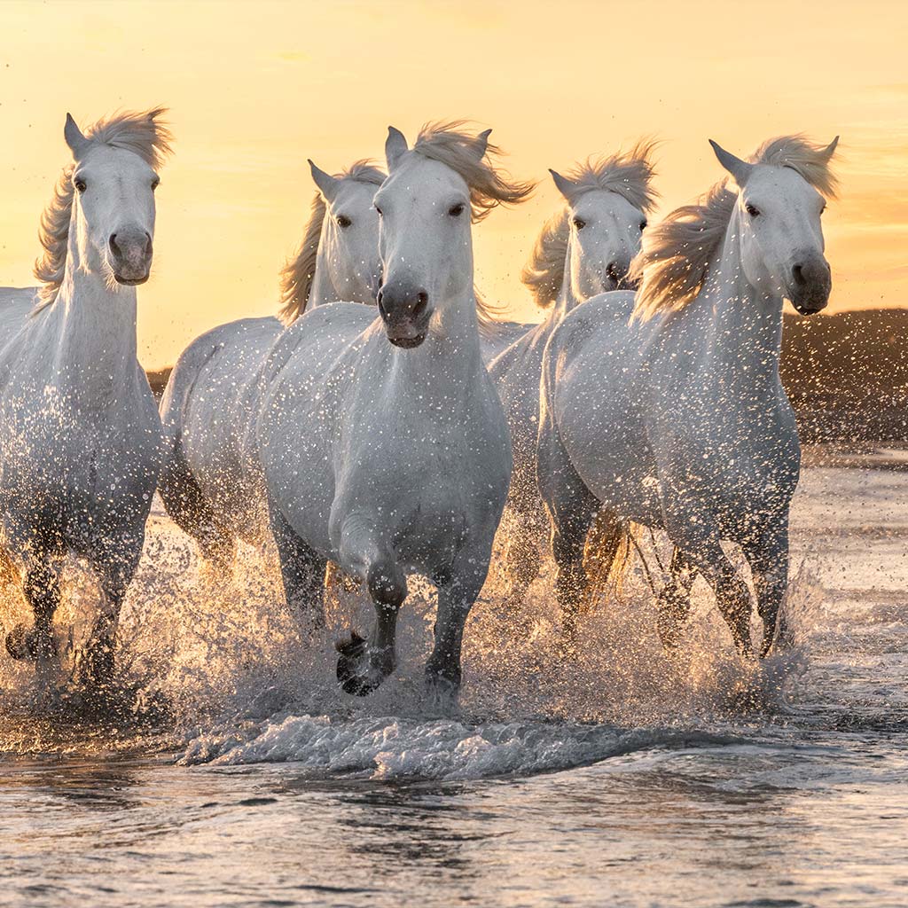 découverte camargue