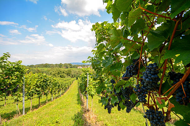 vigne à l'australienne