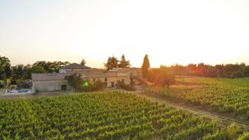 Comment entretenir la vigne ?