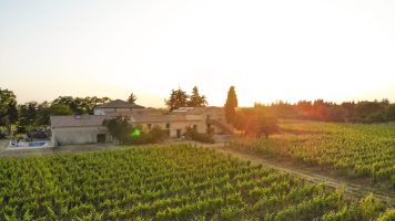 Comment entretenir la vigne ?