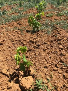 Plant de vigne lors de son année de plantation