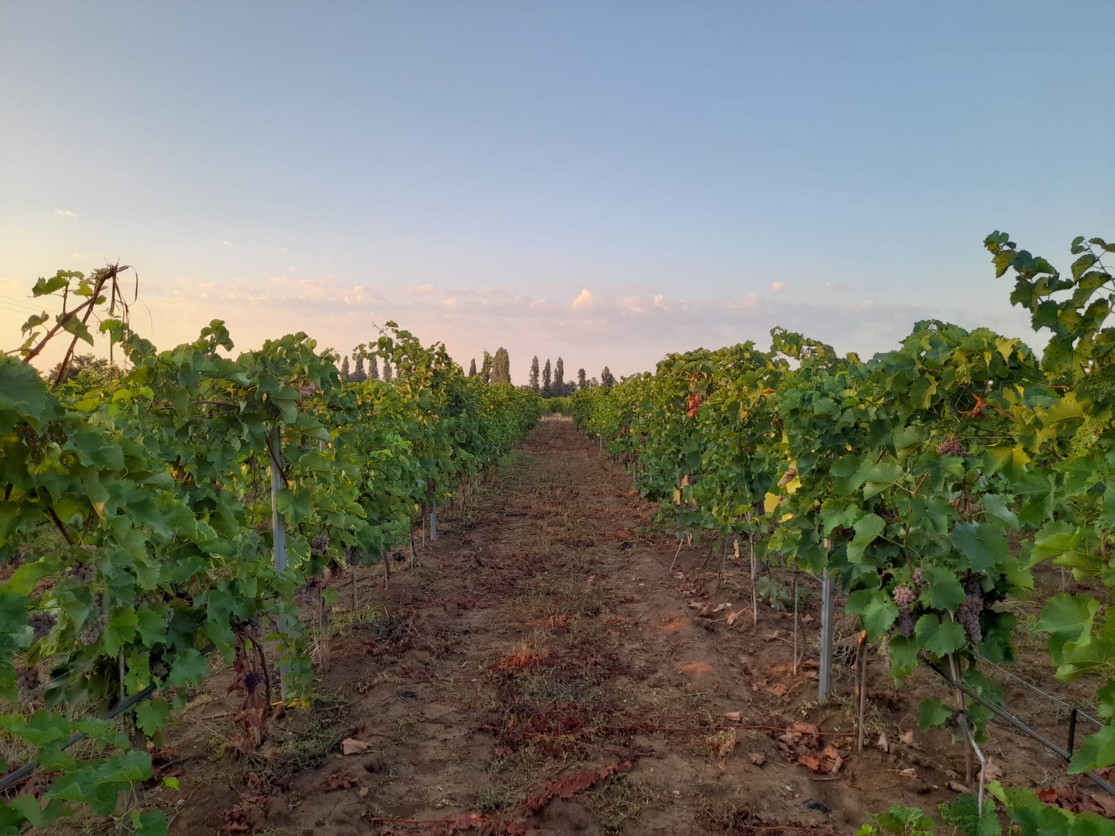 les vendanges