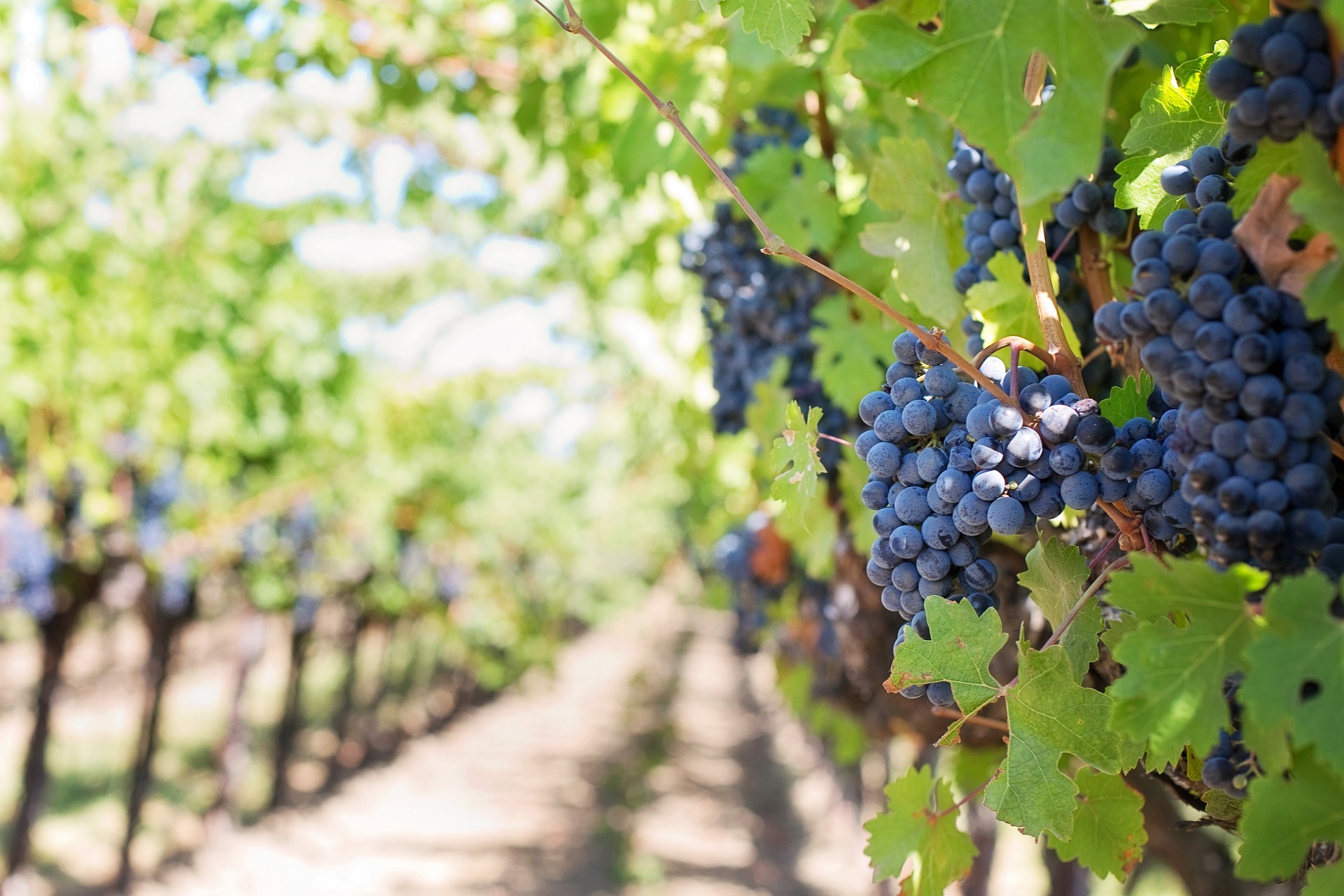 résidus de la vigne