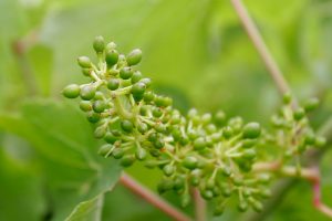 calendrier de la vigne