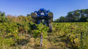 calendrier de la vigne : vendanges