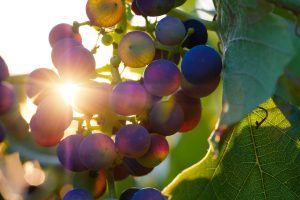vendanges